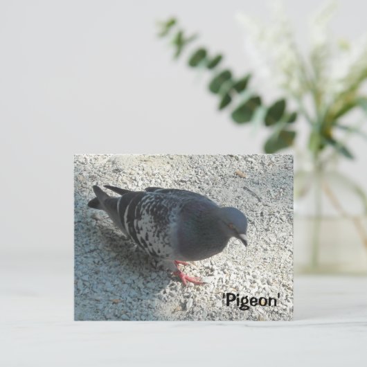 Graceful Pigeon Briefkaart (Staand voorkant)
