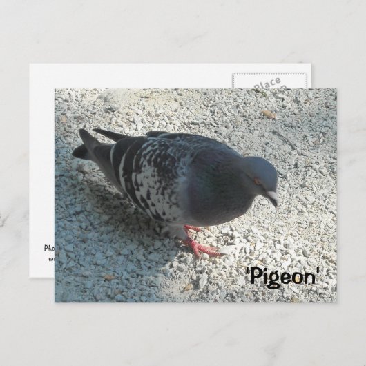 Graceful Pigeon Briefkaart (Voorkant / Achterkant)