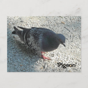 Graceful Pigeon Briefkaart