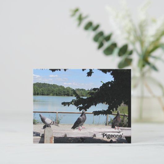 Graceful Pigeons Briefkaart (Staand voorkant)
