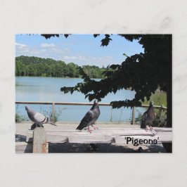 Graceful Pigeons Briefkaart