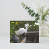 Graceful pluizig Egret Bird Briefkaart (Staand voorkant)