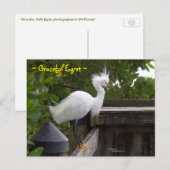 Graceful pluizig Egret Bird Briefkaart (Voorkant / Achterkant)