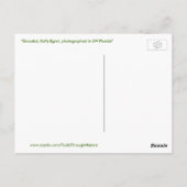 Graceful pluizig Egret Bird Briefkaart (Achterkant)