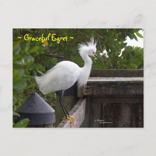 Graceful pluizig Egret Bird Briefkaart (Voorkant)