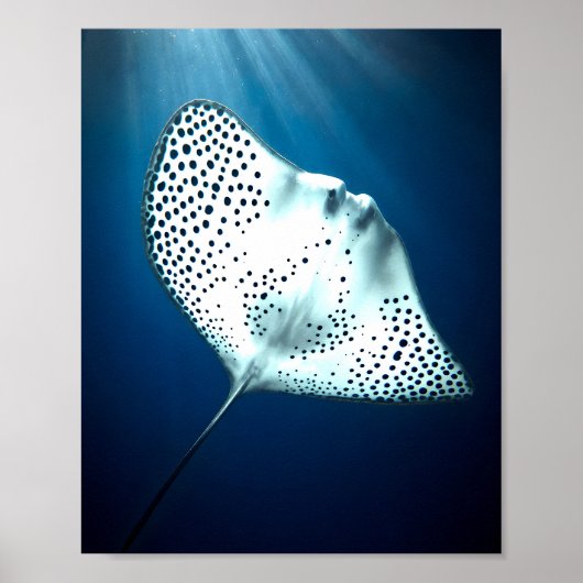 Graceful Spotted Ray: onderwater sereniteit Poster (Voorkant)