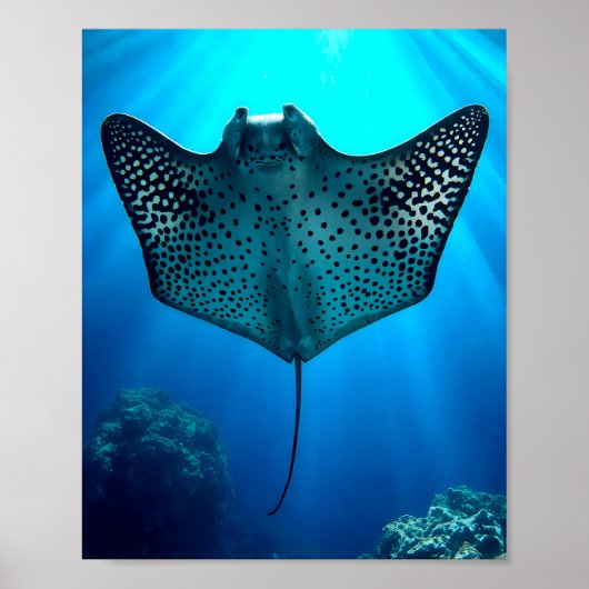 Graceful Spotted Ray: onderwater sereniteit Poster (Voorkant)