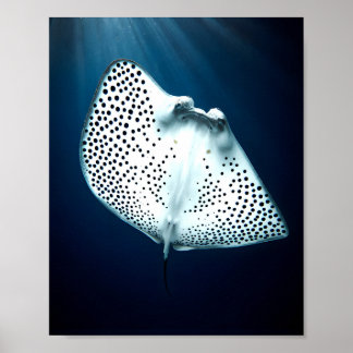Graceful Spotted Ray: onderwater sereniteit Poster