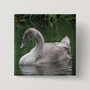 Graceful Swan op de Button Water