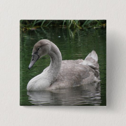 Graceful Swan op de Button Water (Voorkant)