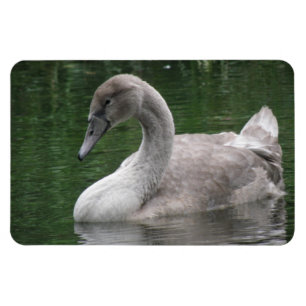 Graceful Swan op de watertop van Magnet Magneet