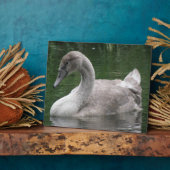 Graceful Swan op de watervlakte Fotoplaat (Zijkant)