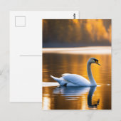 Graceful Swan op een meer Briefkaart (Voorkant / Achterkant)