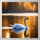 Graceful Swan op een meer Poster (Voorkant)