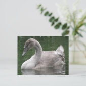 Graceful Swan op het Briefkaart Water (Staand voorkant)