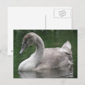 Graceful Swan op het Briefkaart Water (Voorkant / Achterkant)