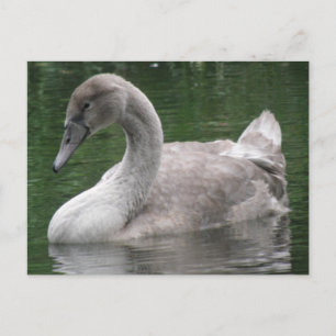 Graceful Swan op het Briefkaart Water