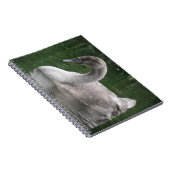 Graceful Swan op het Notitieboek Water (Rechterzijde)