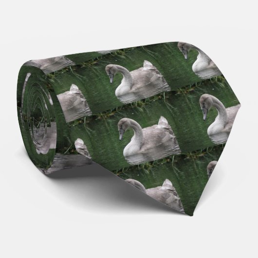 Graceful Swan op het Stropdas Water (Opgerold)