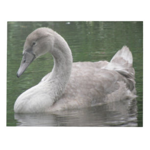 Graceful Swan op het waternotebookscherm Notitieblok