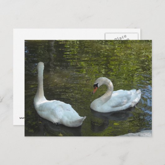 Graceful Swans Briefkaart (Voorkant / Achterkant)