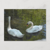 Graceful Swans Briefkaart (Voorkant)