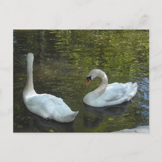 Graceful Swans Briefkaart (Voorkant)