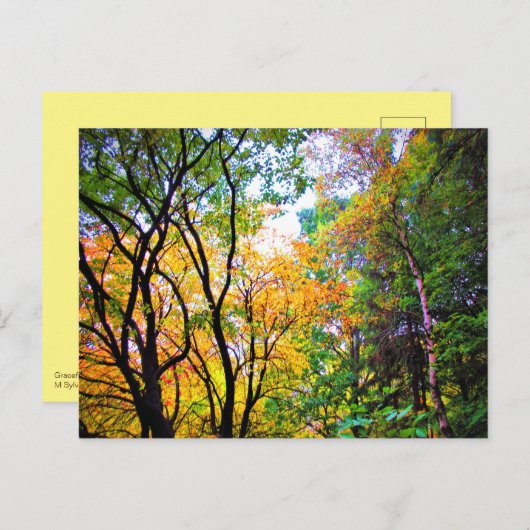 Graceful Trees Colorful Leaves Schilderachtig Natu Briefkaart (Voorkant / Achterkant)
