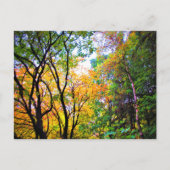 Graceful Trees Colorful Leaves Schilderachtig Natu Briefkaart (Voorkant)