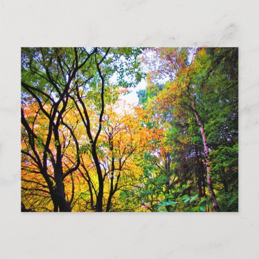 Graceful Trees Colorful Leaves Schilderachtig Natu Briefkaart (Voorkant)