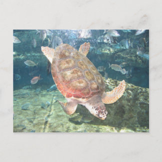 Graceful Turtle Briefkaart