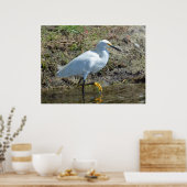 Graceful white Egret bird Poster (Keuken)