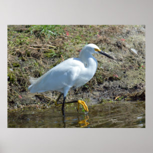 Graceful white Egret bird Poster