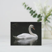 Graceful White Swan Briefkaart (Staand voorkant)