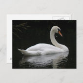 Graceful White Swan Briefkaart (Voorkant / Achterkant)