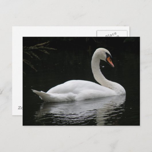 Graceful White Swan Briefkaart (Voorkant / Achterkant)