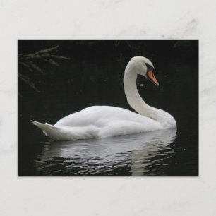 Graceful White Swan Briefkaart