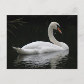 Graceful White Swan Briefkaart (Voorkant)