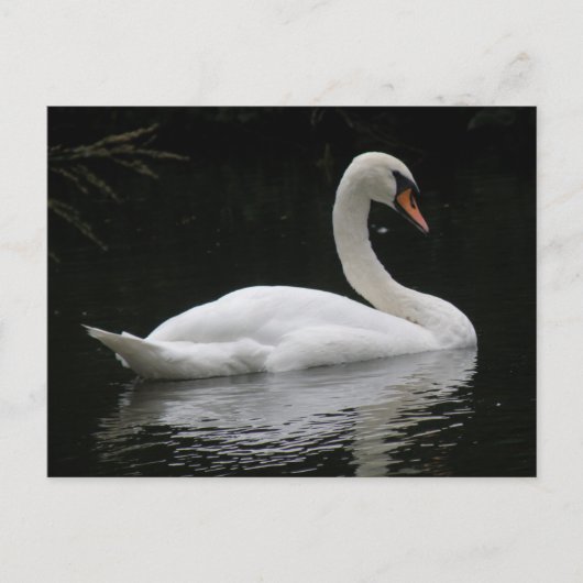 Graceful White Swan Briefkaart (Voorkant)