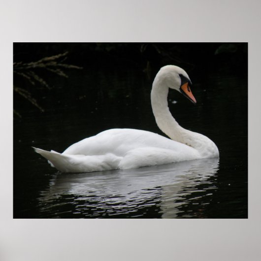 Graceful White Swan Poster (Voorkant)