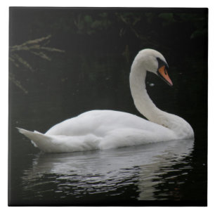 Graceful White Swan Tile Tegeltje