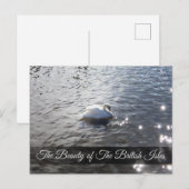 Gracefull Swan bij de Lake District Post Kaart (Voorkant / Achterkant)