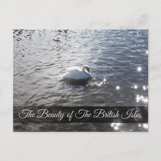 Gracefull Swan bij de Lake District Post Kaart (Voorkant)
