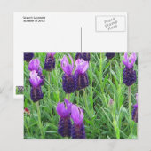 Grace's Lavender Briefkaart (Voorkant / Achterkant)