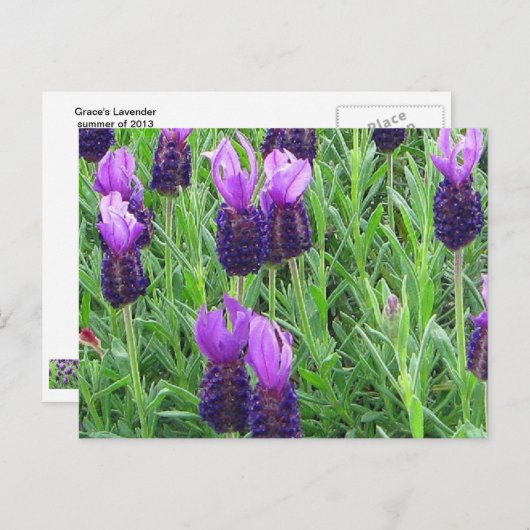 Grace's Lavender Briefkaart (Voorkant / Achterkant)