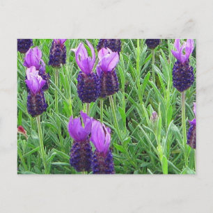 Grace's Lavender Briefkaart