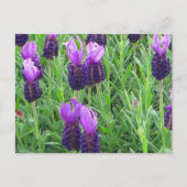 Grace's Lavender Briefkaart (Voorkant)