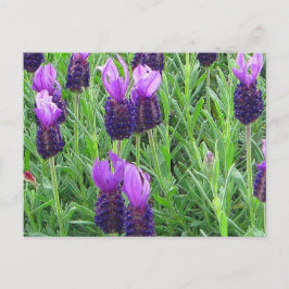 Grace's Lavender Briefkaart