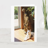 Gracey en het Slechte Zonnebaden van het Kat Kaart (Voorkant)