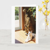 Gracey en het Slechte Zonnebaden van het Kat Kaart (Gele Bloem)